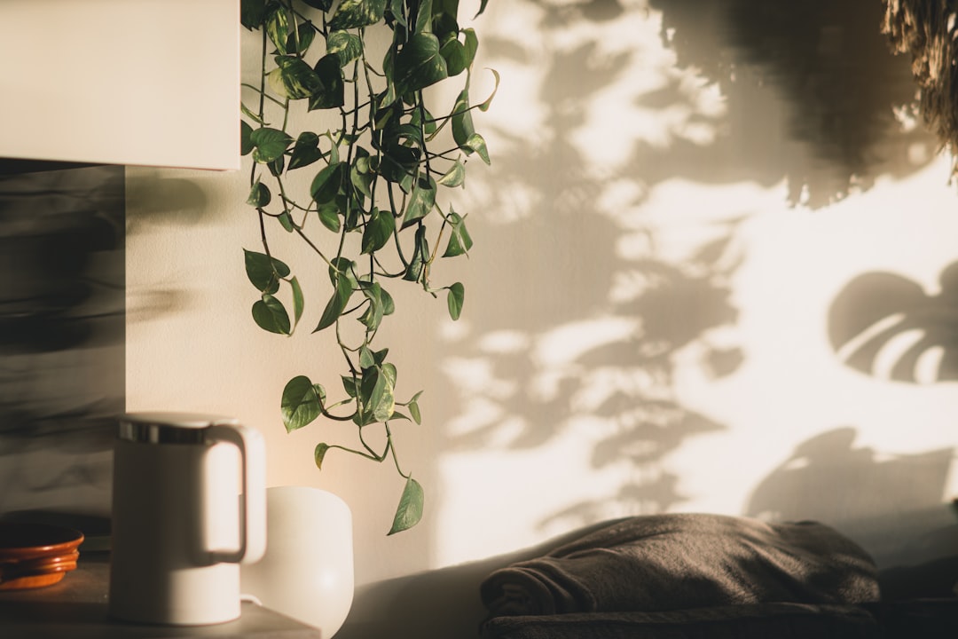 Sansevieria y monstera junto a unidad split de aire acondicionado en salón con luz natural