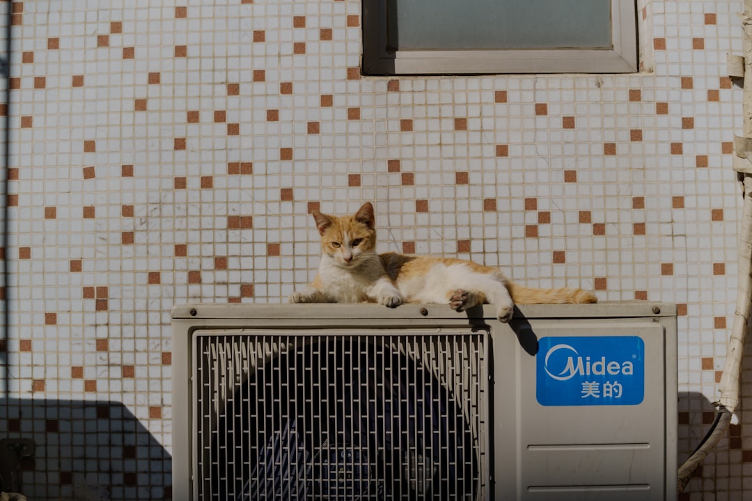 Mantenimiento de aire acondicionado en hogar con mascotas, gato junto a unidad interior